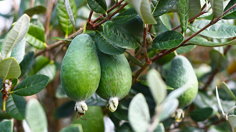 как растёт Фейхоа фото