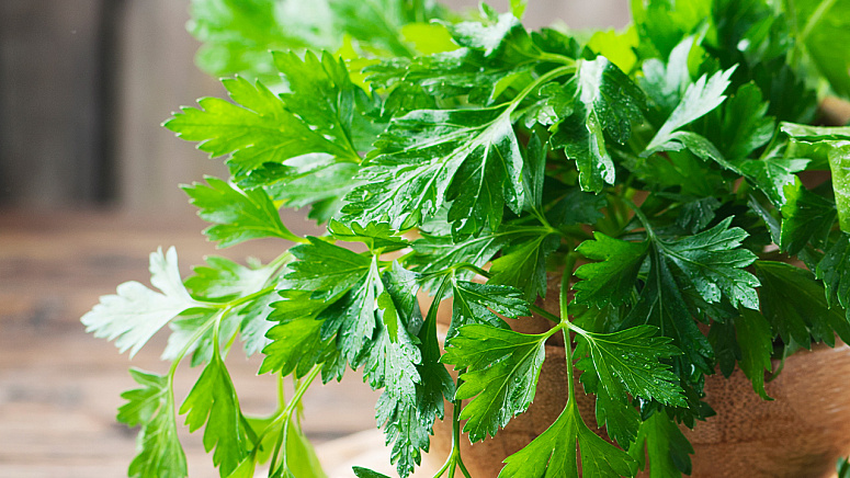 петрушка в горшке фото