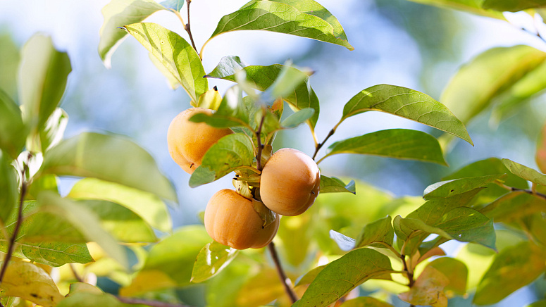 как растет хурма фото