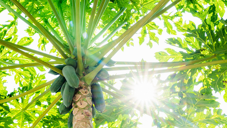 как растёт Папайя фото