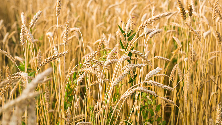 пшеница на поле фото