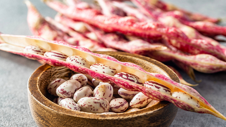 фасоль сырая фото