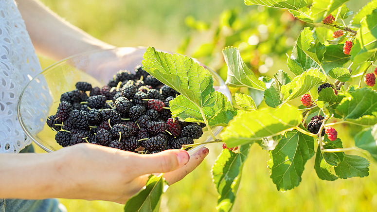 сбор шелковицы фото