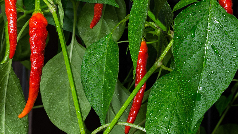 как растет перец чили фото
