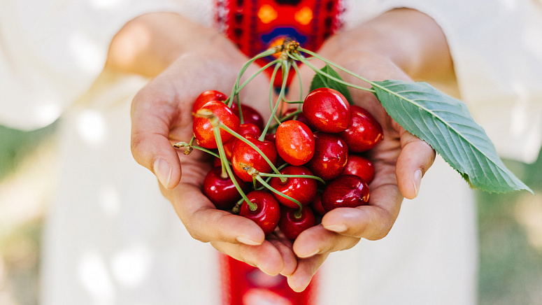 черешня фото