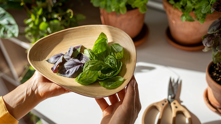 Фиолетовый и зеленый базилик фото