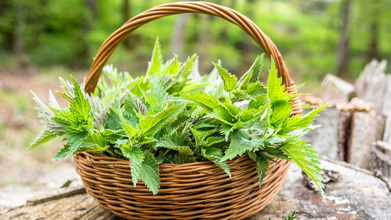 Крапива в корзинке фото