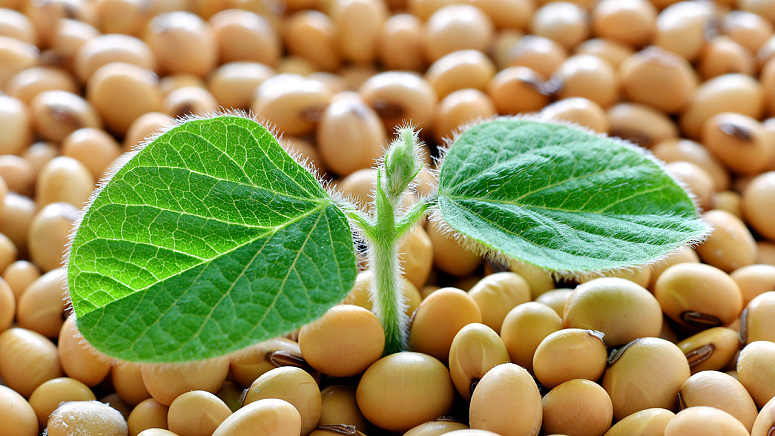 Проросток из сои фото
