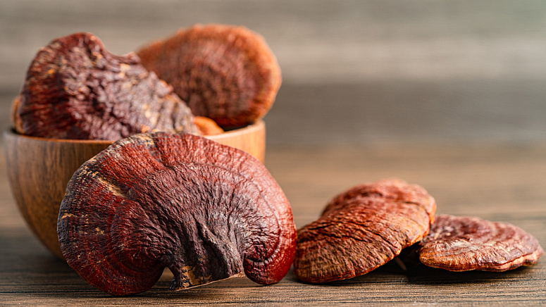 Рейши грибы