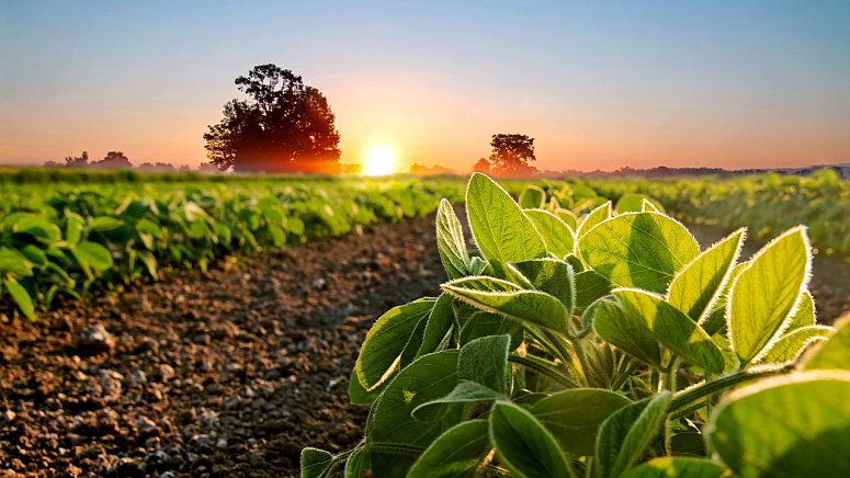 Как растет соя на поле фото