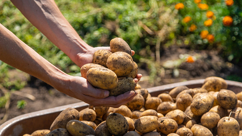 сбор урожая картофеля фото