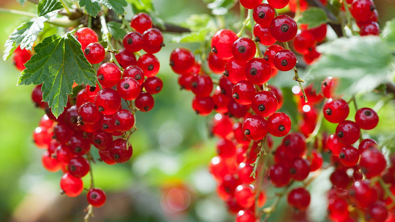 красная смородина фото